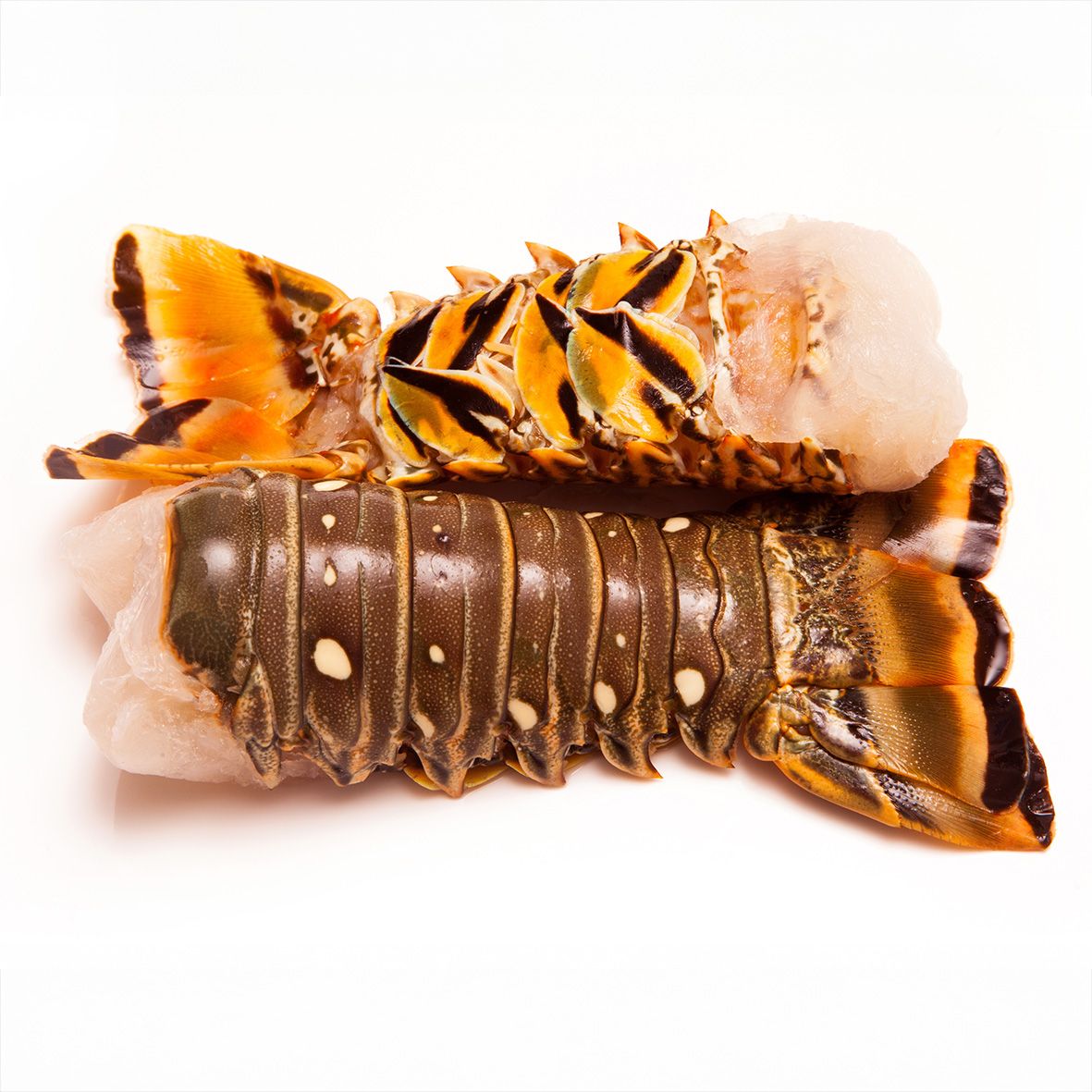 Langusten Schwanz - Rock Lobster Tail, roh, Wildfang aus der Karibik