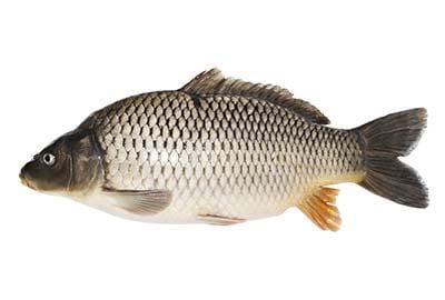 karpfen-fischlexikon-blog_1