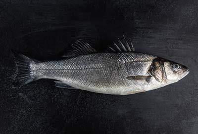 wolfsbarsch-lexikon-blog