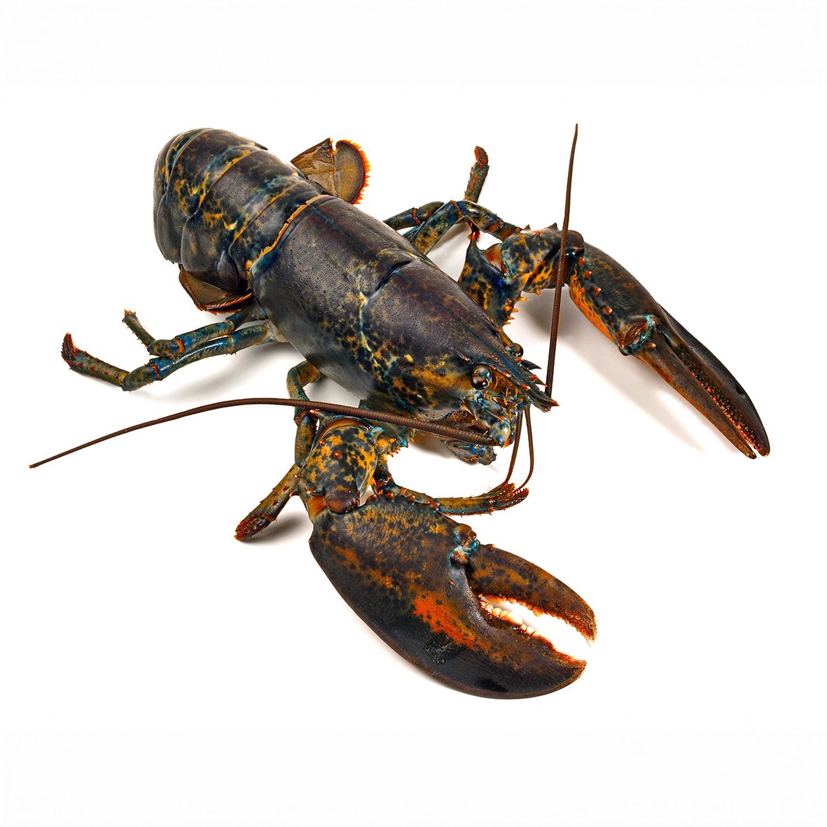 Lobster / Hummer, kanadischer, roh, WILDFANG