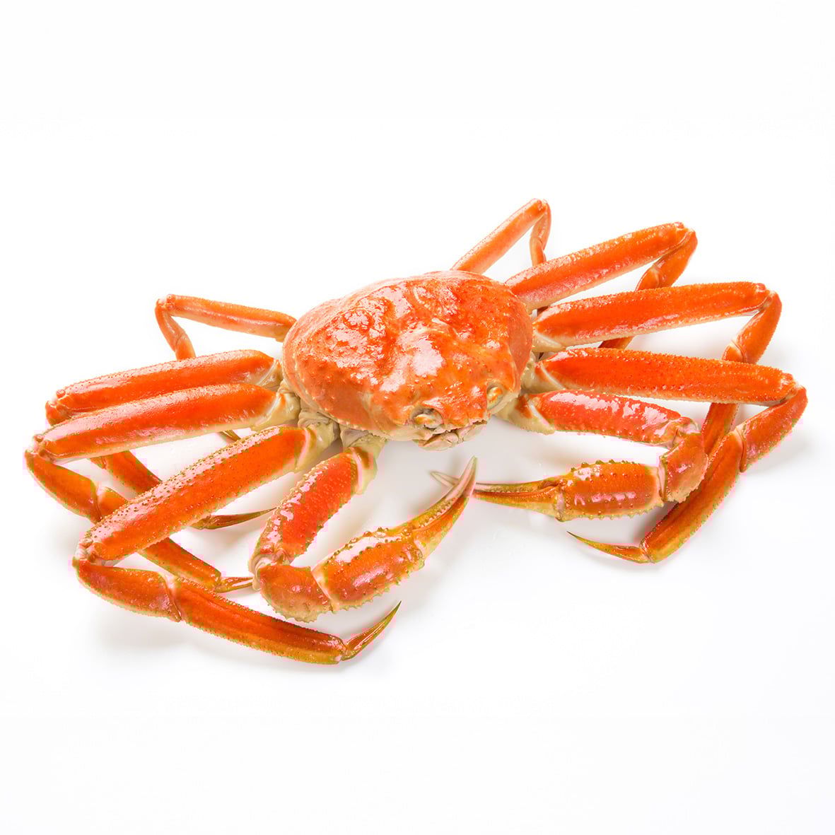 Schneekrabbe, ganz, gekocht 