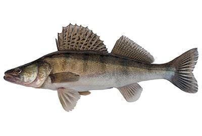 Zander im Fischlexikon-Blog von Lobsterking.