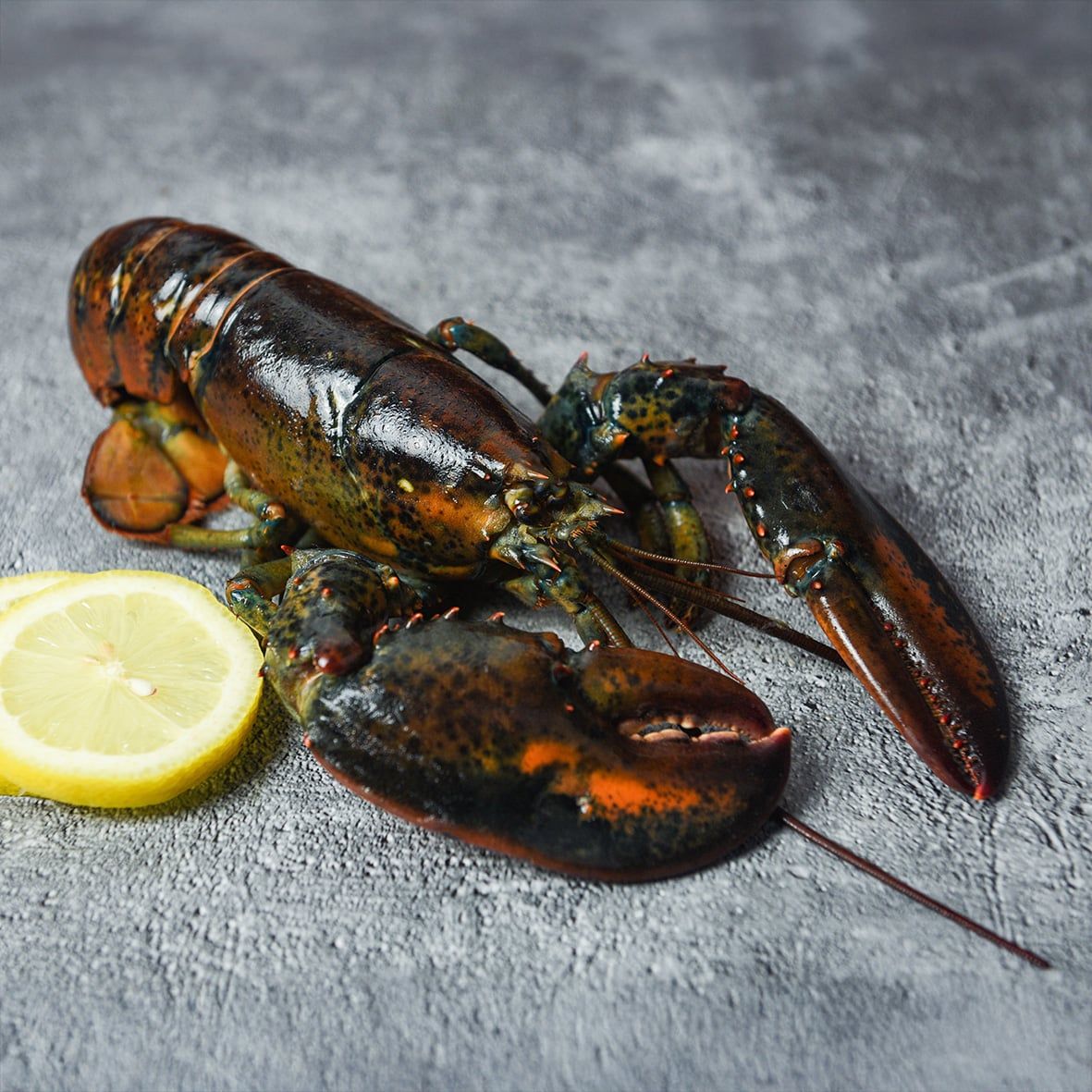 Lobster / Hummer, kanadischer, roh, WILDFANG 2