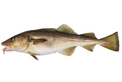 skrei-fischlexikon-blog-lobsterking