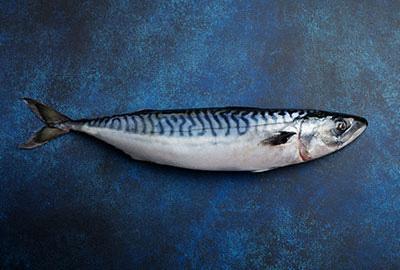 makrele-fischlexikon-blog