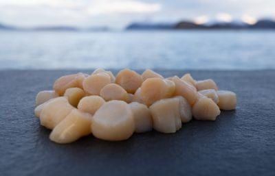 Norwegisches Kammmuschelfleisch roh – Nachhaltiger Genuss aus der Barentssee (250g)