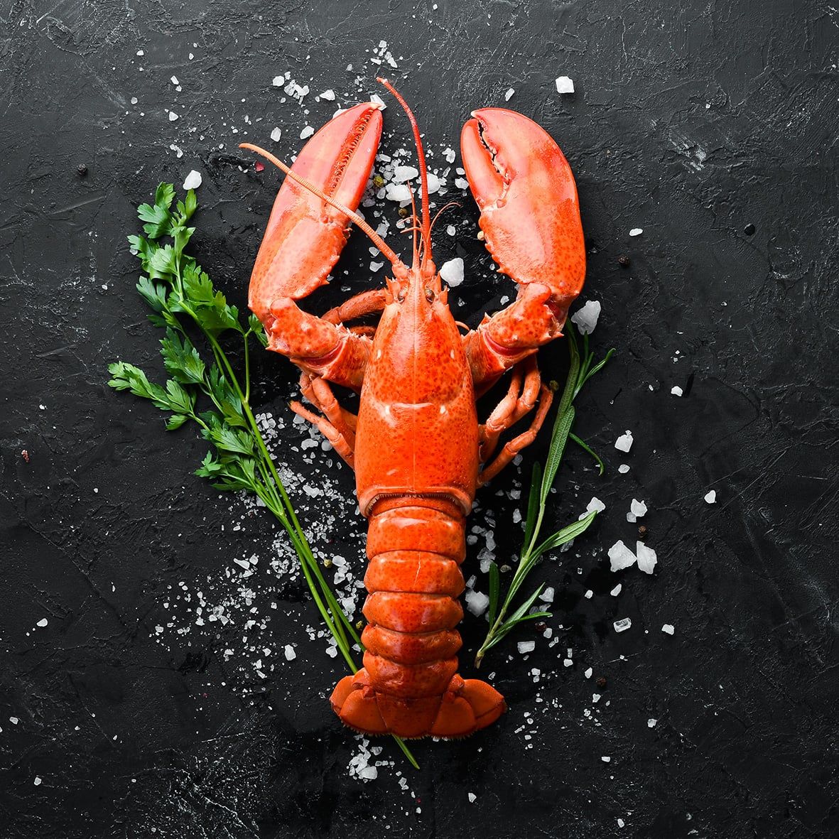 Hummer, gekocht 400 g Wildfang 2