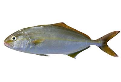 Gelbschwanzmakrele im Fischlexikon-Blog.