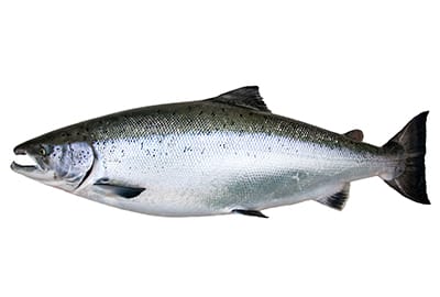 Wildlachs im Meeresfrüchtelexikon-Blog von Lobsterking.