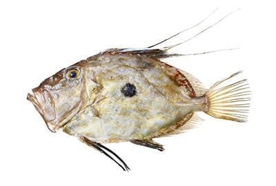 st-pierre-sankt-petersfisch-fischlexikon-blog-lobsterking