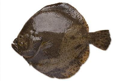 steinbutt-fisch-lexikon-blog