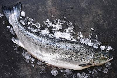 lachs-fischlexikon-blog_1