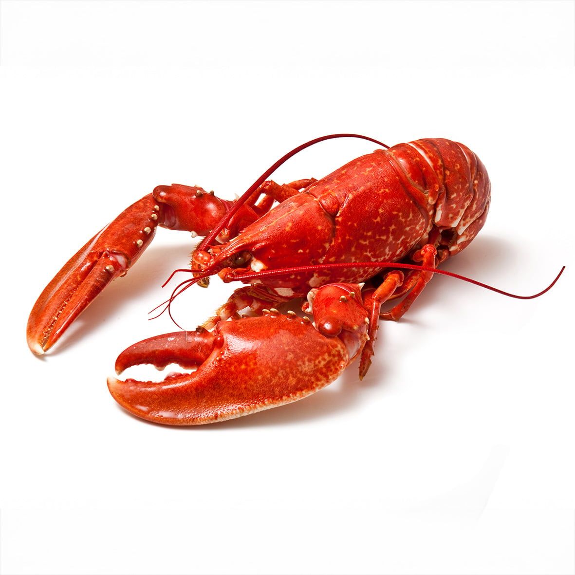 Lobster / Hummer, gekocht, 350g Wildfang