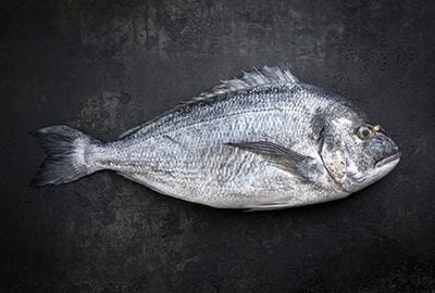 dorade-fischlexikon-blog_1
