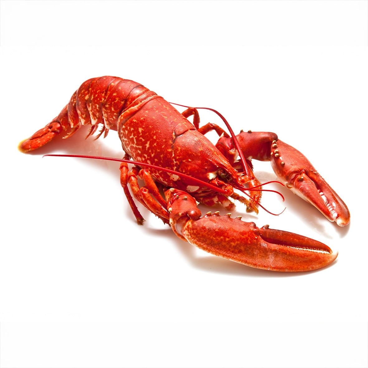 Hummer, gekocht 400 g Wildfang