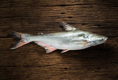 Pangasius im Lexikon-Blog.