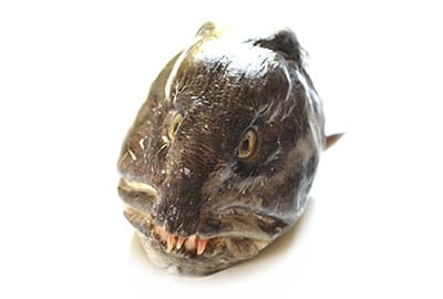 Steinbeißer, auch Katfisch genannt, im Lexikon-Blog.