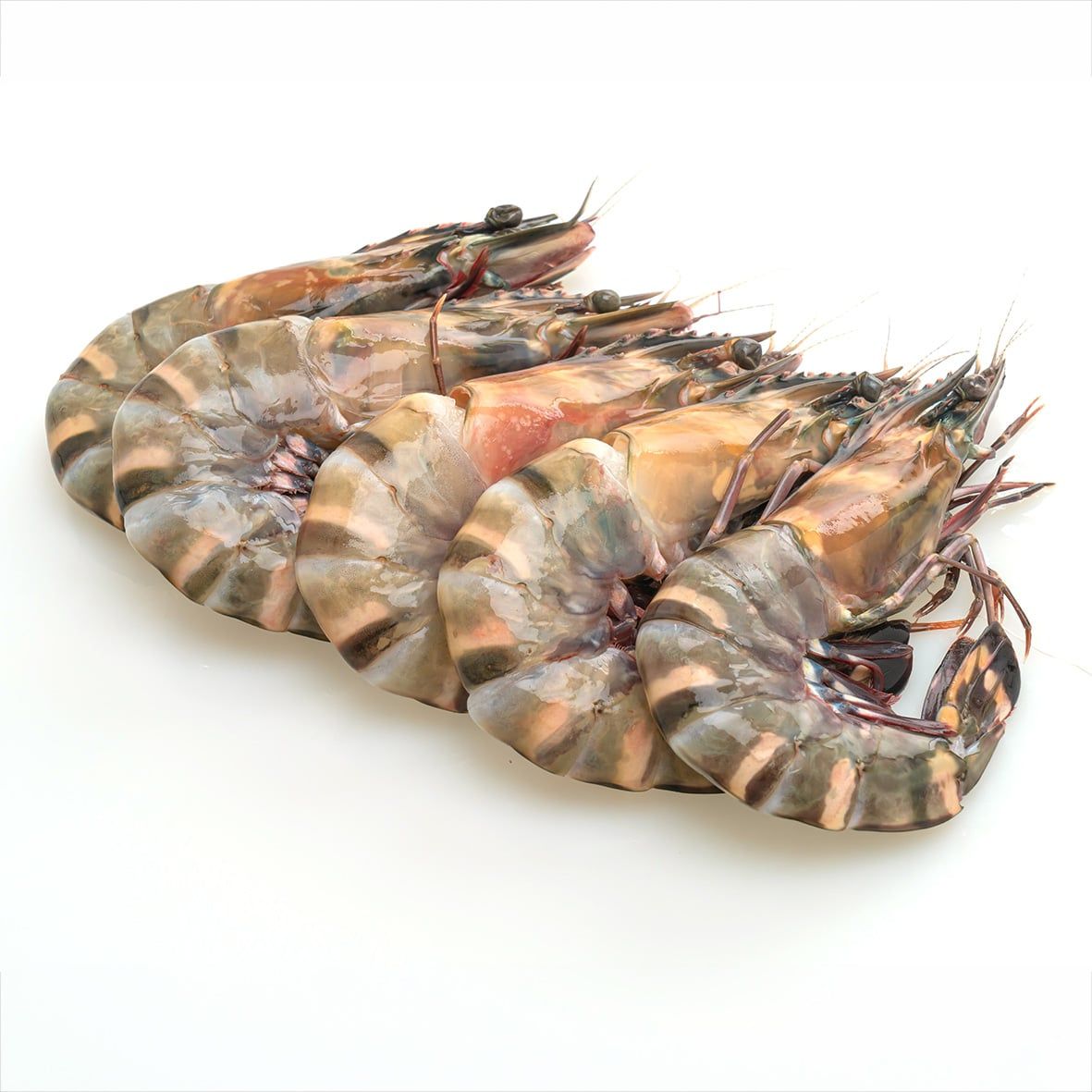 Gambas, Black Tiger Shrimps, ganz/roh, WILDFANG