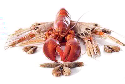 krustentiere-meeresfruechtelexikon-blog