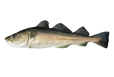 Kabeljau im Fischlexikon-Blog.