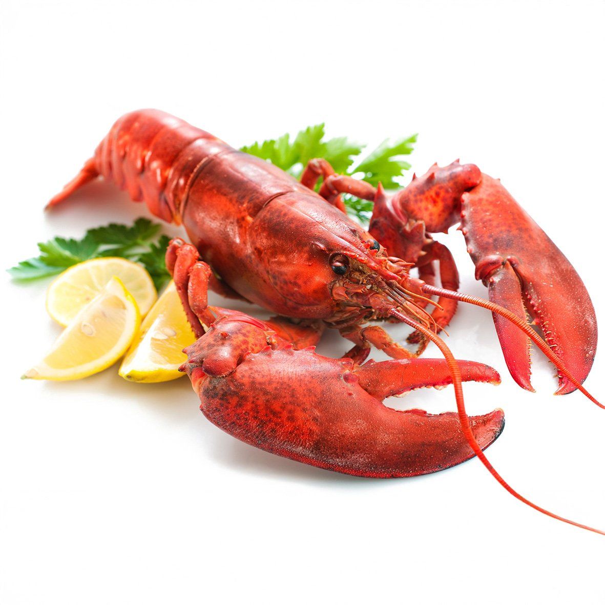 Lobster / Hummer, gekocht, 350g Wildfang 1
