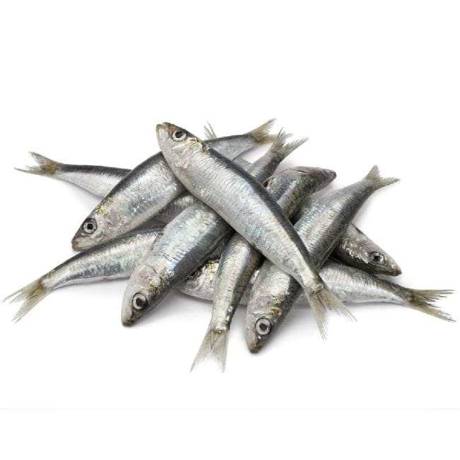 Sardinen XXL, WILDFANG, ganz - einzeln entnehmbar, 1kg