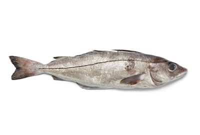 Schellfisch im Lexikon-Blog.