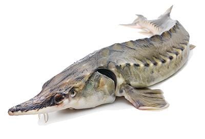 stoer-fischlexikon-blog-lobsterking