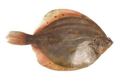 nordsee-scholle-lexikon-blog