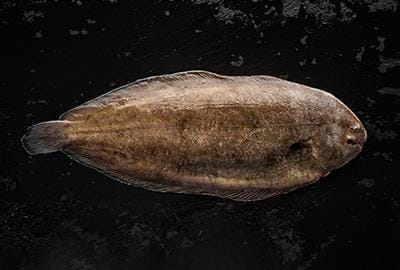 seezunge-fisch-lexikon-blog