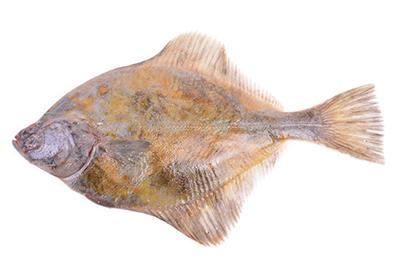 Weißer Heilbutt weisser-heilbutt-fischlexikon-blog-lobsterking