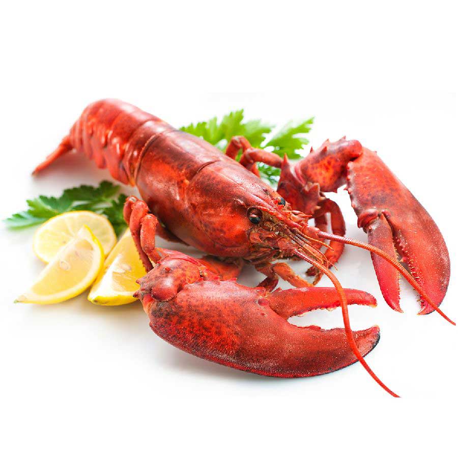 Hummer Karkassen für Hummer-Fond / Hummersuppe / Fischsuppe 1kg 1