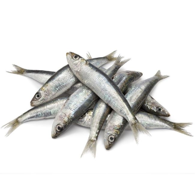 Sardinen XXL, WILDFANG, ganz - einzeln entnehmbar, 1kg 1