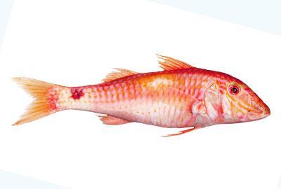 Rote Meerbarbe Fischlexikon / Blog