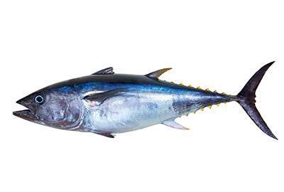 Thunfisch Blog