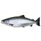 Wildlachs Blog