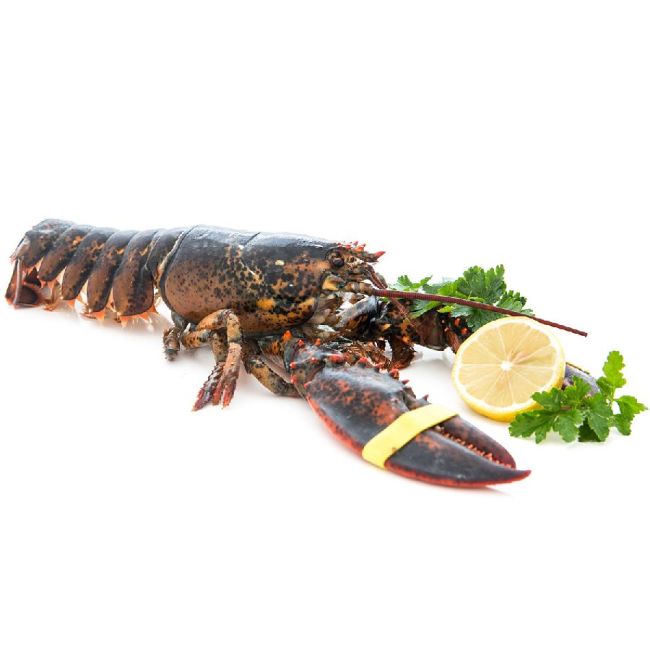Lobster / Hummer, kanadischer, WILDFANG, roh, ausgenommen 1 kg