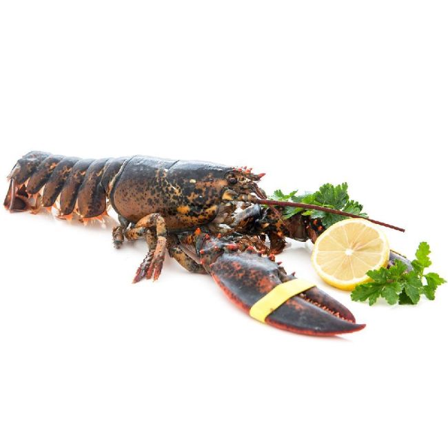Lobster / Hummer, kanadischer, WILDFANG, roh, 900 g XXL