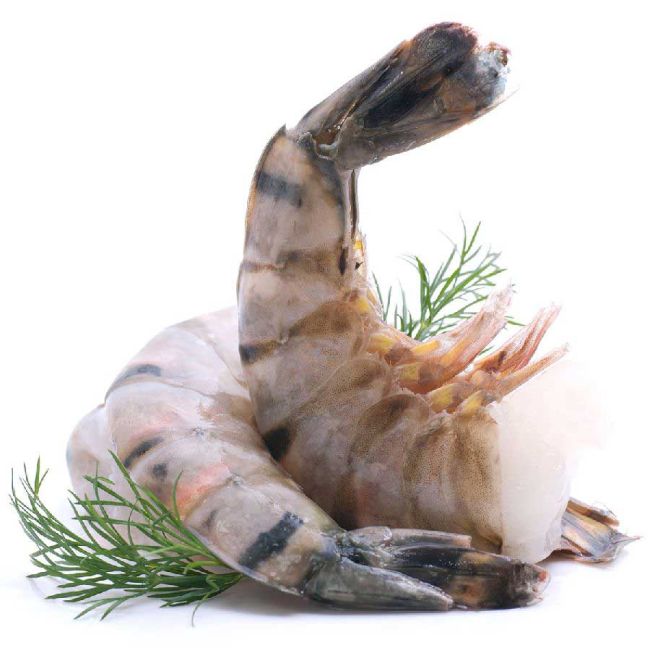 Riesengarnelen / Black Tiger Shrimps (roh) o. Kopf, m. Schale, Giant XL 8/12, 1 kg (17-26 Stück) Ansicht1