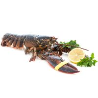 Lobster / Hummer, kanadischer, WILDFANG, roh, ausgenommen 730g