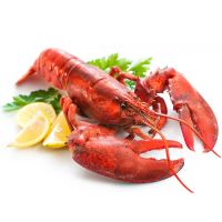 Naked Lobster – ganzer kanadischer Hummer, WILDFANG, roh, geschält, schockgefrostet ca. 140g