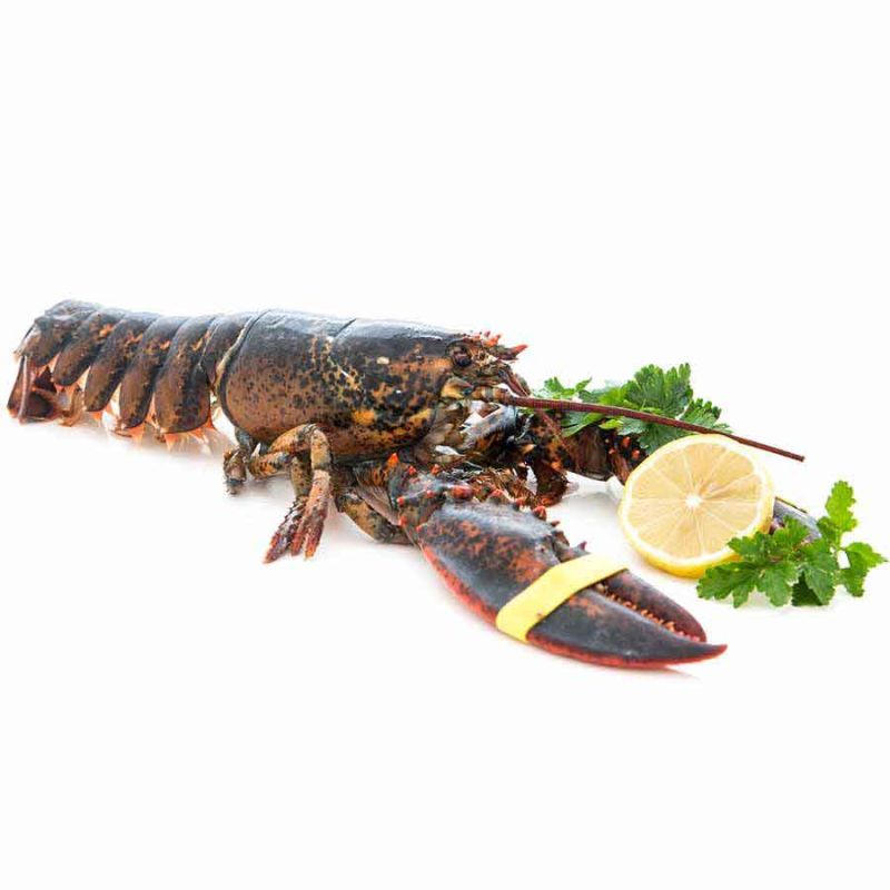 Lobster / Hummer - Maine / Nova Scotia, WILDFANG, roh, 500 g Listenansicht