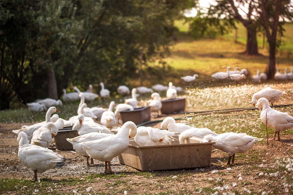 Haltung und Zucht von Barbarie Enten auf einer Entenfarm