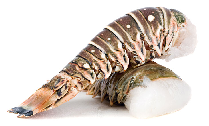 Langusten Schwanz 240g