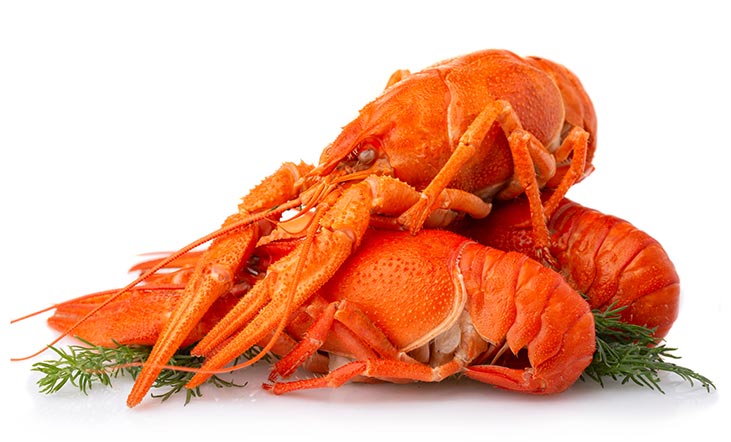Louisiana Flusskrebse in Weisswein-Sud 500g Angebot